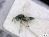  (Pteromalus cf_albipennis - BC-ZSM-HYM-01772-D05)  @12 [ ] CreativeCommons - Attribution Non-Commercial Share-Alike (2015) Stefan Schmidt SNSB, Zoologische Staatssammlung Muenchen