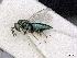  ( - BC-ZSM-HYM-01772-D12)  @11 [ ] CreativeCommons - Attribution Non-Commercial Share-Alike (2015) Stefan Schmidt SNSB, Zoologische Staatssammlung Muenchen
