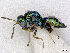  (Pteromalus altusA_HB - BC-ZSM-HYM-01772-E01)  @14 [ ] CreativeCommons - Attribution Non-Commercial Share-Alike (2015) Stefan Schmidt SNSB, Zoologische Staatssammlung Muenchen
