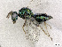  (Pteromalus altusB_HB - BC-ZSM-HYM-01772-E04)  @14 [ ] CreativeCommons - Attribution Non-Commercial Share-Alike (2015) Stefan Schmidt SNSB, Zoologische Staatssammlung Muenchen