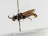  (Nysson decemmaculatus - BC ZSM HYM 11025)  @13 [ ] CreativeCommons - Attribution Non-Commercial Share-Alike (2018) SNSB, Staatliche Naturwissenschaftliche Sammlungen Bayerns ZSM (SNSB, Zoologische Staatssammlung Muenchen)