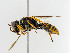  ( - BC ZSM HYM 11047)  @14 [ ] CreativeCommons - Attribution Non-Commercial Share-Alike (2018) SNSB, Staatliche Naturwissenschaftliche Sammlungen Bayerns ZSM (SNSB, Zoologische Staatssammlung Muenchen)