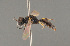  ( - BC ZSM HYM 11965)  @12 [ ] CreativeCommons - Attribution Non-Commercial Share-Alike (2014) Stefan Schmidt SNSB, Zoologische Staatssammlung Muenchen