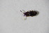  ( - GBOL_Col_FK_10198)  @12 [ ] CreativeCommons - Attribution Non-Commercial Share-Alike (2015) Unspecified SNSB, Zoologische Staatssammlung Muenchen