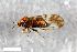  (Cacopsylla breviantennata - ZFMK-TIS-2551739)  @11 [ ] CreativeCommons  Attribution Share-Alike (by-sa) 172 (2015) Unspecified Zoologisches Forschungsmuseum Alexander Koenig