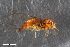  (Cacopsylla rhamnicola - ZFMK-TIS-2576834)  @11 [ ] CreativeCommons  Attribution Share-Alike (by-sa) 347 (2016) Unspecified Zoologisches Forschungsmuseum Alexander Koenig