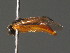  ( - BC ZSM HYM 11194)  @12 [ ] CreativeCommons - Attribution Non-Commercial Share-Alike (2015) Unspecified SNSB, Zoologische Staatssammlung Muenchen