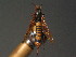  ( - BC ZSM HYM 11198)  @11 [ ] CreativeCommons - Attribution Non-Commercial Share-Alike (2015) Unspecified SNSB, Zoologische Staatssammlung Muenchen