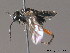  ( - BC ZSM HYM 11996)  @11 [ ] CreativeCommons - Attribution Non-Commercial Share-Alike (2012) Stefan Schmidt SNSB, Zoologische Staatssammlung Muenchen