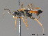  ( - BC ZSM HYM 12045)  @13 [ ] CreativeCommons - Attribution Non-Commercial Share-Alike (2012) Stefan Schmidt SNSB, Zoologische Staatssammlung Muenchen