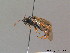  ( - BC ZSM HYM 12478)  @12 [ ] CreativeCommons - Attribution Non-Commercial Share-Alike (2012) Stefan Schmidt SNSB, Zoologische Staatssammlung Muenchen
