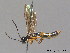  ( - BC ZSM HYM 12543)  @11 [ ] CreativeCommons - Attribution Non-Commercial Share-Alike (2012) Stefan Schmidt SNSB, Zoologische Staatssammlung Muenchen