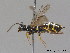  ( - BC ZSM HYM 12544)  @11 [ ] CreativeCommons - Attribution Non-Commercial Share-Alike (2012) Stefan Schmidt SNSB, Zoologische Staatssammlung Muenchen