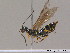  ( - BC ZSM HYM 12545)  @11 [ ] CreativeCommons - Attribution Non-Commercial Share-Alike (2012) Stefan Schmidt SNSB, Zoologische Staatssammlung Muenchen