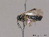  ( - BC ZSM HYM 12553)  @12 [ ] CreativeCommons - Attribution Non-Commercial Share-Alike (2012) Stefan Schmidt SNSB, Zoologische Staatssammlung Muenchen