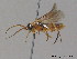 ( - BC ZSM HYM 12561)  @11 [ ] CreativeCommons - Attribution Non-Commercial Share-Alike (2012) Stefan Schmidt SNSB, Zoologische Staatssammlung Muenchen