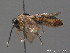  ( - BC ZSM HYM 12591)  @11 [ ] CreativeCommons - Attribution Non-Commercial Share-Alike (2012) Stefan Schmidt SNSB, Zoologische Staatssammlung Muenchen