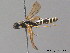  ( - BC ZSM HYM 12599)  @11 [ ] CreativeCommons - Attribution Non-Commercial Share-Alike (2012) Stefan Schmidt SNSB, Zoologische Staatssammlung Muenchen