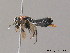  ( - BC ZSM HYM 12627)  @12 [ ] CreativeCommons - Attribution Non-Commercial Share-Alike (2012) Stefan Schmidt SNSB, Zoologische Staatssammlung Muenchen