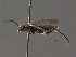  (Macrophya ribis - BC ZSM HYM 13539)  @13 [ ] CreativeCommons - Attribution Non-Commercial Share-Alike (2015) Unspecified SNSB, Zoologische Staatssammlung Muenchen