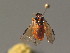  ( - BC ZSM HYM 13578)  @12 [ ] CreativeCommons - Attribution Non-Commercial Share-Alike (2015) Unspecified SNSB, Zoologische Staatssammlung Muenchen