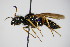  ( - BC ZSM HYM 15012)  @13 [ ] CreativeCommons - Attribution Non-Commercial Share-Alike (2015) Unspecified SNSB, Zoologische Staatssammlung Muenchen