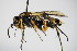  ( - BC ZSM HYM 15015)  @13 [ ] CreativeCommons - Attribution Non-Commercial Share-Alike (2015) Unspecified SNSB, Zoologische Staatssammlung Muenchen