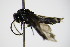  ( - BC ZSM HYM 15035)  @12 [ ] CreativeCommons - Attribution Non-Commercial Share-Alike (2015) Unspecified SNSB, Zoologische Staatssammlung Muenchen