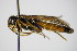  (Tenthredopsis excisa - BC ZSM HYM 15102)  @14 [ ] CreativeCommons - Attribution Non-Commercial Share-Alike (2015) Unspecified SNSB, Zoologische Staatssammlung Muenchen