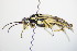  (Rhogogaster sp - BC ZSM HYM 15129)  @13 [ ] CreativeCommons - Attribution Non-Commercial Share-Alike (2015) Unspecified SNSB, Zoologische Staatssammlung Muenchen