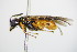  ( - BC ZSM HYM 15141)  @12 [ ] CreativeCommons - Attribution Non-Commercial Share-Alike (2015) Unspecified SNSB, Zoologische Staatssammlung Muenchen