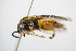  ( - BC ZSM HYM 15142)  @12 [ ] CreativeCommons - Attribution Non-Commercial Share-Alike (2015) Unspecified SNSB, Zoologische Staatssammlung Muenchen
