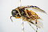  ( - BC ZSM HYM 15144)  @13 [ ] CreativeCommons - Attribution Non-Commercial Share-Alike (2015) Unspecified SNSB, Zoologische Staatssammlung Muenchen