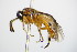  ( - BC ZSM HYM 15158)  @13 [ ] CreativeCommons - Attribution Non-Commercial Share-Alike (2015) Unspecified SNSB, Zoologische Staatssammlung Muenchen