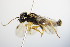  ( - BC ZSM HYM 15182)  @12 [ ] CreativeCommons - Attribution Non-Commercial Share-Alike (2015) Unspecified SNSB, Zoologische Staatssammlung Muenchen