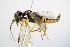  ( - BC ZSM HYM 15183)  @12 [ ] CreativeCommons - Attribution Non-Commercial Share-Alike (2015) Unspecified SNSB, Zoologische Staatssammlung Muenchen