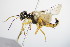  ( - BC ZSM HYM 15185)  @12 [ ] CreativeCommons - Attribution Non-Commercial Share-Alike (2015) Unspecified SNSB, Zoologische Staatssammlung Muenchen