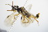  ( - BC ZSM HYM 15188)  @12 [ ] CreativeCommons - Attribution Non-Commercial Share-Alike (2015) Unspecified SNSB, Zoologische Staatssammlung Muenchen