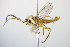  ( - BC ZSM HYM 15191)  @13 [ ] CreativeCommons - Attribution Non-Commercial Share-Alike (2015) Unspecified SNSB, Zoologische Staatssammlung Muenchen