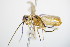  ( - BC ZSM HYM 15198)  @11 [ ] CreativeCommons - Attribution Non-Commercial Share-Alike (2015) Unspecified SNSB, Zoologische Staatssammlung Muenchen
