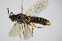  ( - BC ZSM HYM 15679)  @13 [ ] CreativeCommons - Attribution Non-Commercial Share-Alike (2015) Unspecified SNSB, Zoologische Staatssammlung Muenchen