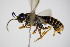  ( - BC ZSM HYM 15681)  @13 [ ] CreativeCommons - Attribution Non-Commercial Share-Alike (2015) Unspecified SNSB, Zoologische Staatssammlung Muenchen
