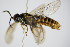  ( - BC ZSM HYM 15682)  @13 [ ] CreativeCommons - Attribution Non-Commercial Share-Alike (2015) Unspecified SNSB, Zoologische Staatssammlung Muenchen