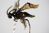  ( - BC ZSM HYM 15703)  @12 [ ] CreativeCommons - Attribution Non-Commercial Share-Alike (2015) Unspecified SNSB, Zoologische Staatssammlung Muenchen