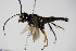  ( - BC ZSM HYM 15714)  @12 [ ] CreativeCommons - Attribution Non-Commercial Share-Alike (2015) Unspecified SNSB, Zoologische Staatssammlung Muenchen