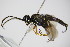  ( - BC ZSM HYM 15716)  @12 [ ] CreativeCommons - Attribution Non-Commercial Share-Alike (2015) Unspecified SNSB, Zoologische Staatssammlung Muenchen