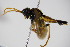  ( - BC ZSM HYM 15734)  @13 [ ] CreativeCommons - Attribution Non-Commercial Share-Alike (2015) Unspecified SNSB, Zoologische Staatssammlung Muenchen