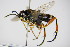  ( - BC ZSM HYM 15755)  @13 [ ] CreativeCommons - Attribution Non-Commercial Share-Alike (2015) Unspecified SNSB, Zoologische Staatssammlung Muenchen
