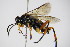  ( - BC ZSM HYM 15756)  @11 [ ] CreativeCommons - Attribution Non-Commercial Share-Alike (2015) Unspecified SNSB, Zoologische Staatssammlung Muenchen