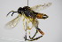  ( - BC ZSM HYM 15757)  @12 [ ] CreativeCommons - Attribution Non-Commercial Share-Alike (2015) Unspecified SNSB, Zoologische Staatssammlung Muenchen